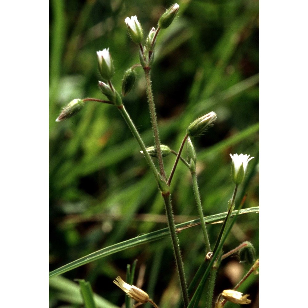 cerastium glutinosum fr.