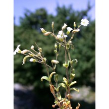 cerastium granulatum (huter, porta et rigo) chiov.