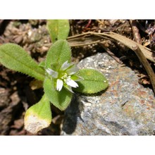 cerastium gussonei tod. et lojac.