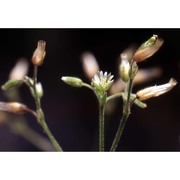 cerastium holosteoides fr.