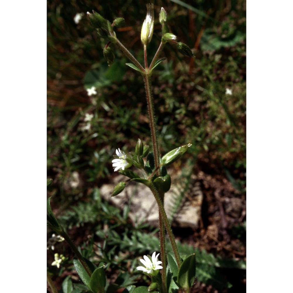 cerastium holosteoides fr.