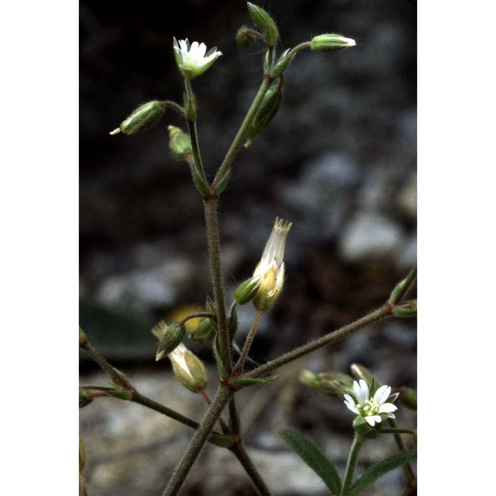 cerastium holosteoides fr.