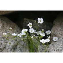 cerastium lacaitae barberis, bechi et miceli