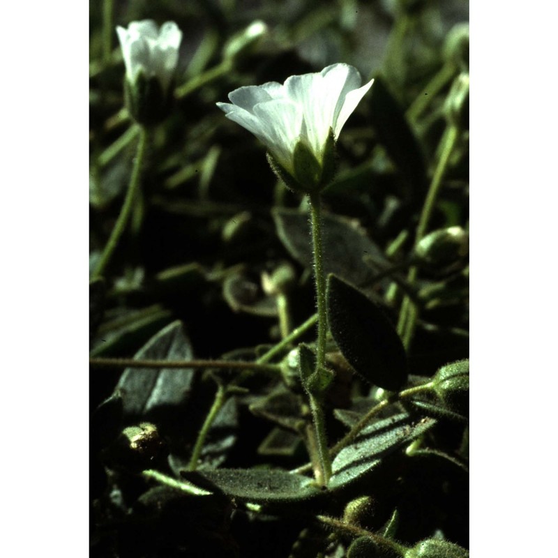 cerastium latifolium l.