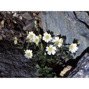 cerastium latifolium l.