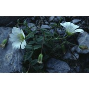 cerastium latifolium l.