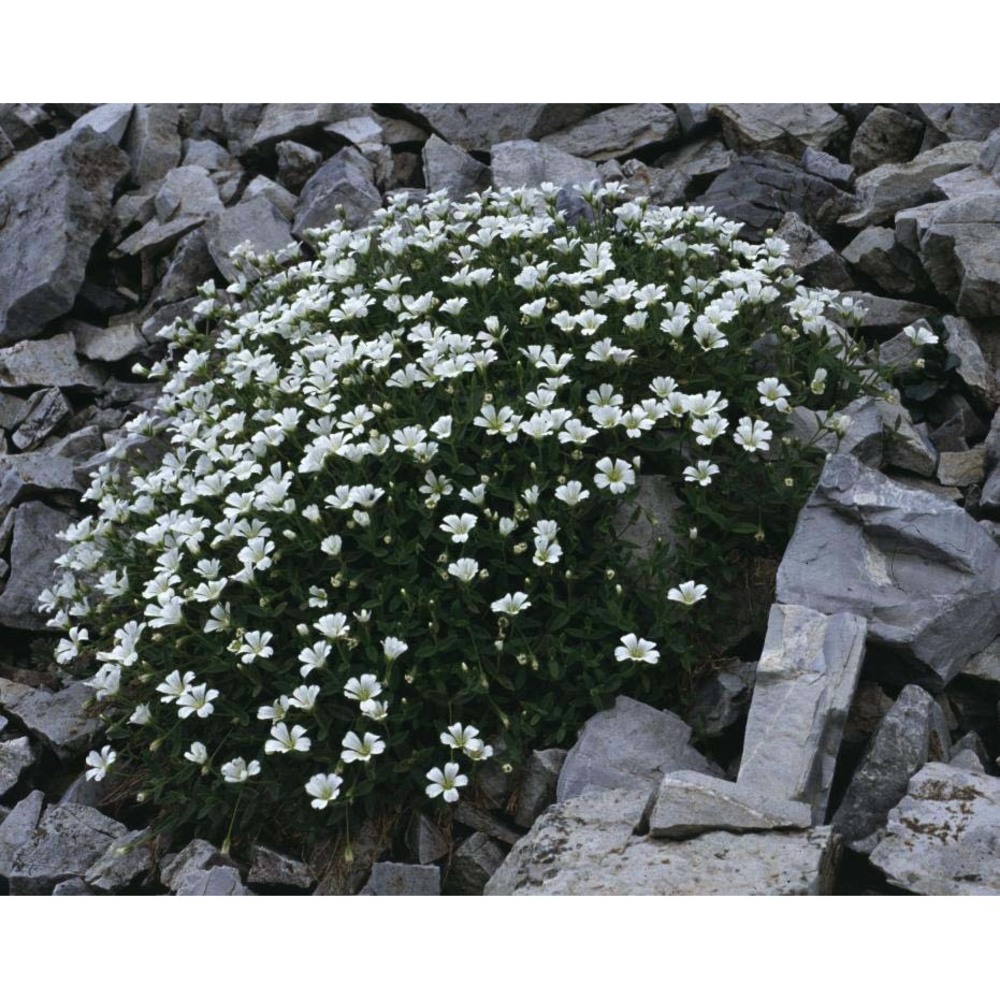 cerastium latifolium l.