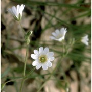 cerastium ligusticum viv.