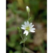 cerastium ligusticum viv.