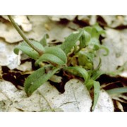 cerastium ligusticum viv.