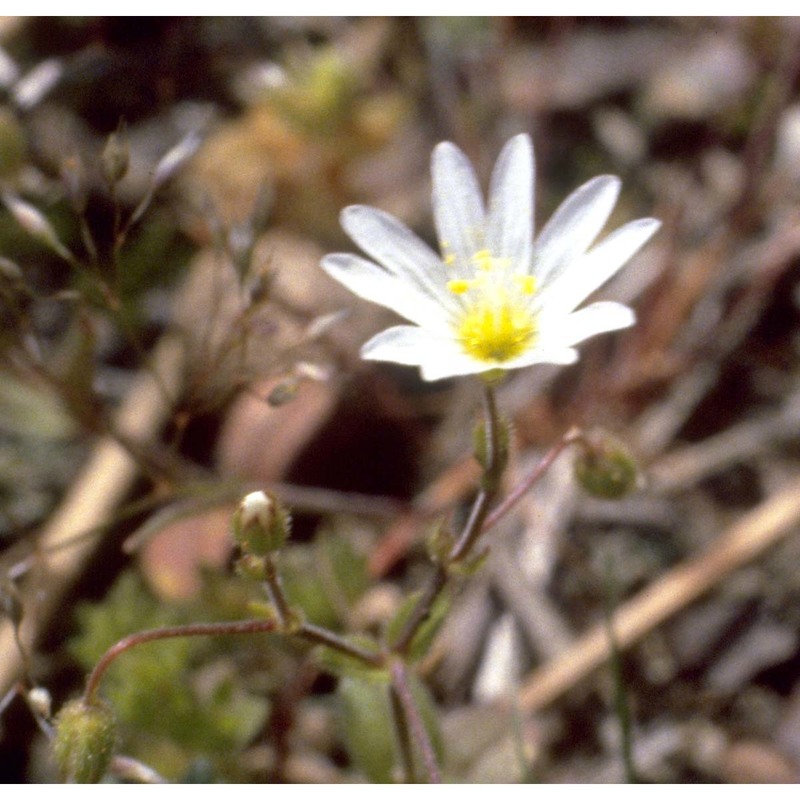 cerastium ligusticum viv.