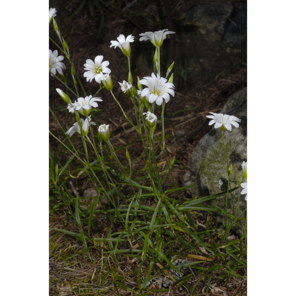 cerastium lineare all.