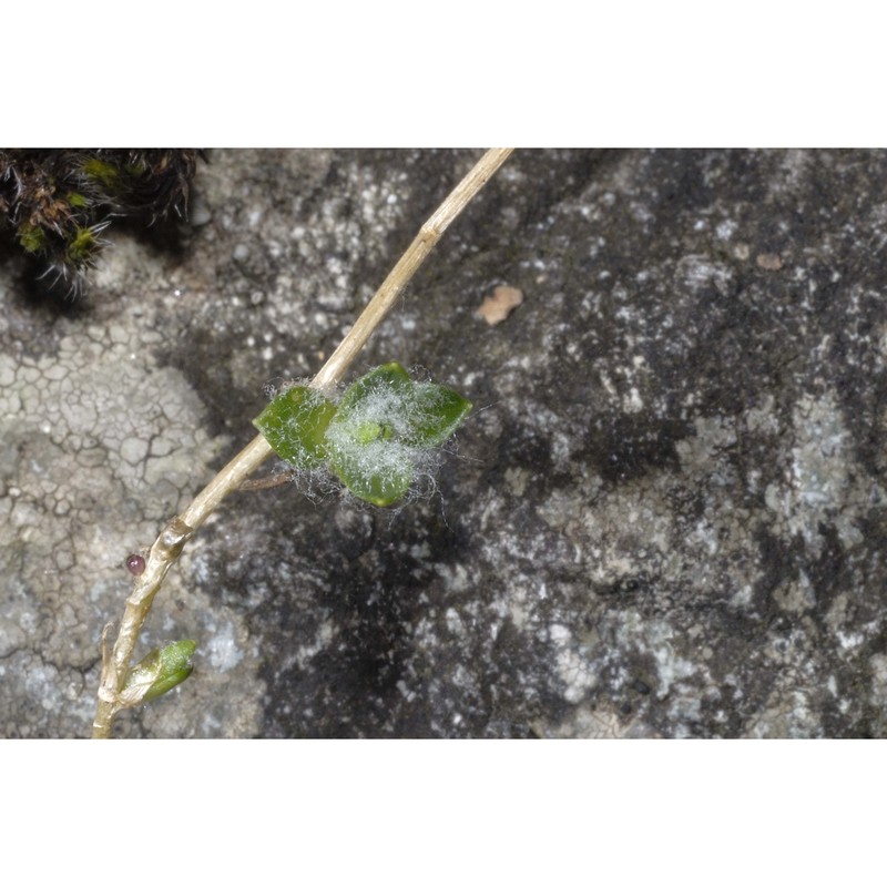 cerastium lineare all.