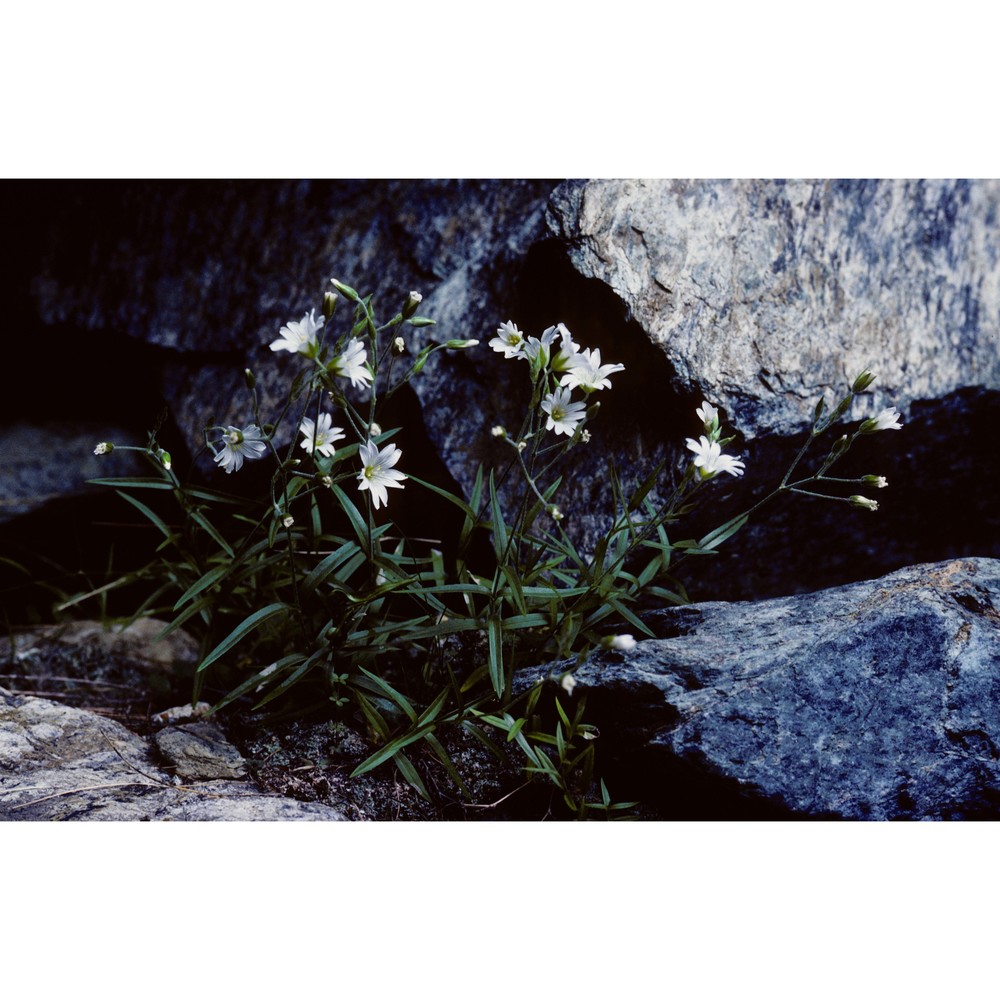 cerastium lineare all.