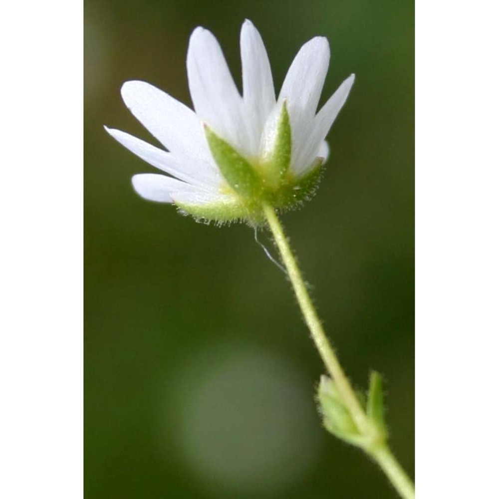 cerastium palustre moris