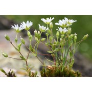 cerastium palustre moris