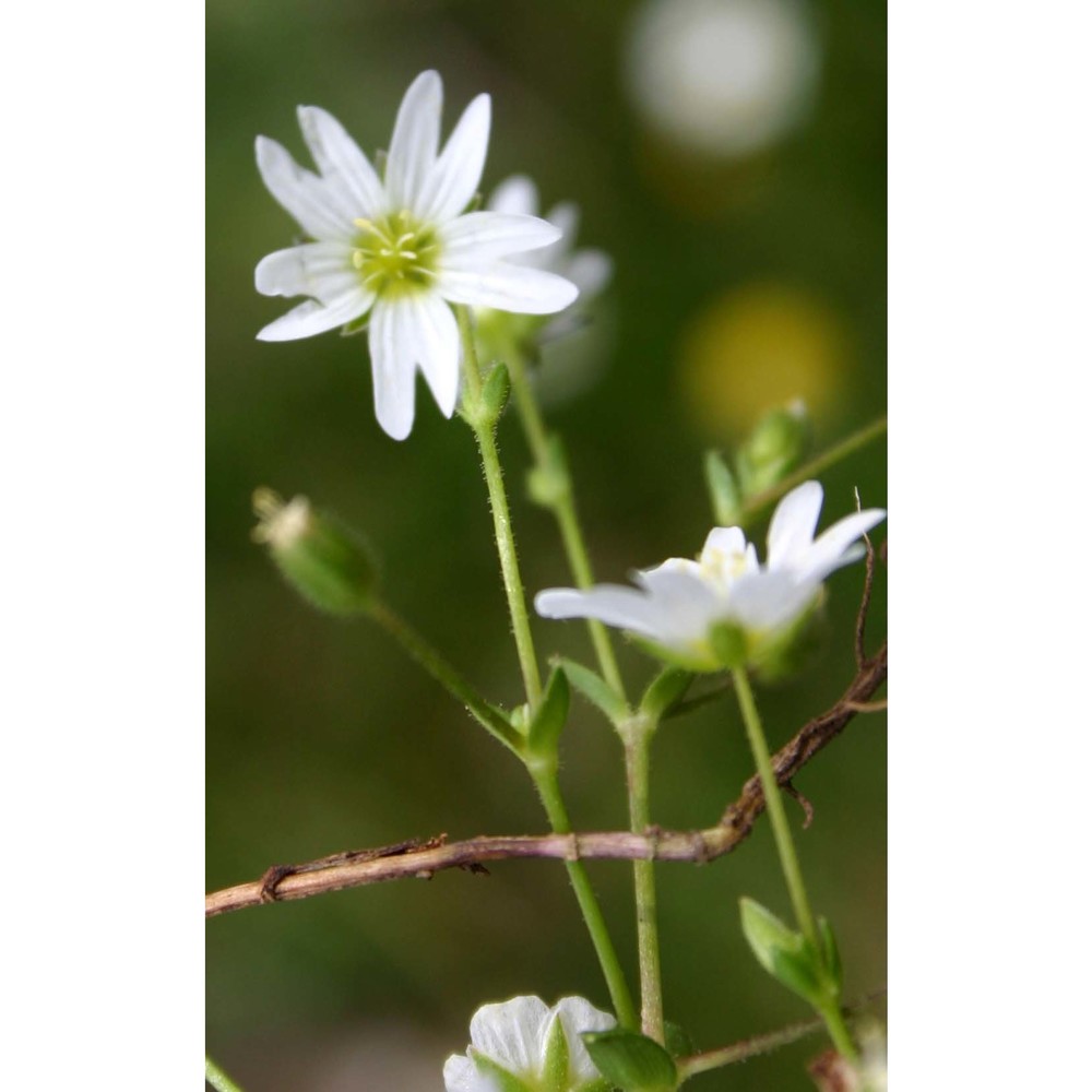 cerastium palustre moris