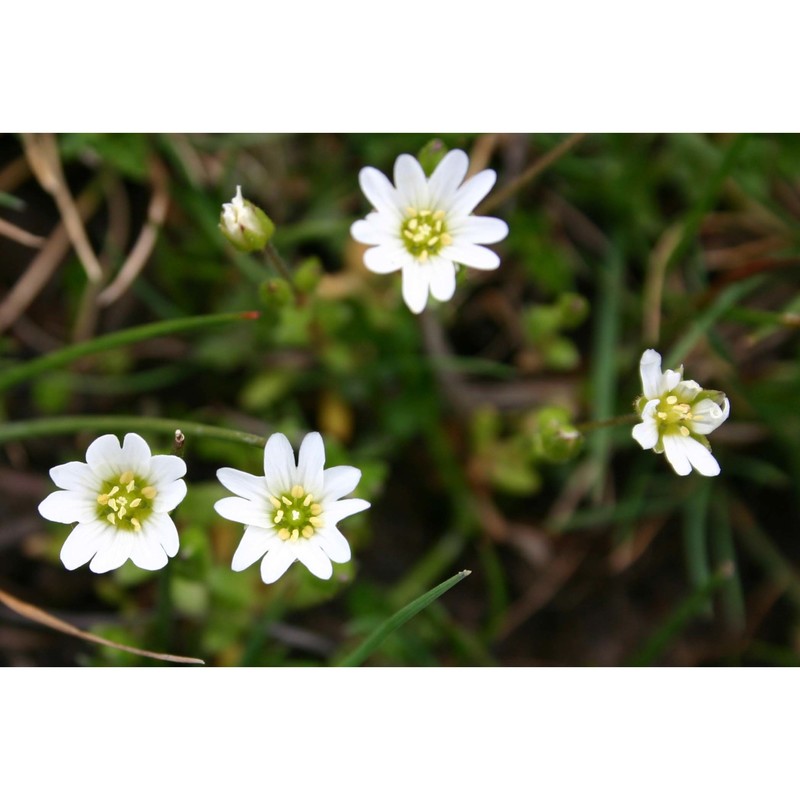 cerastium palustre moris