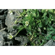 cerastium pedunculatum gaudin