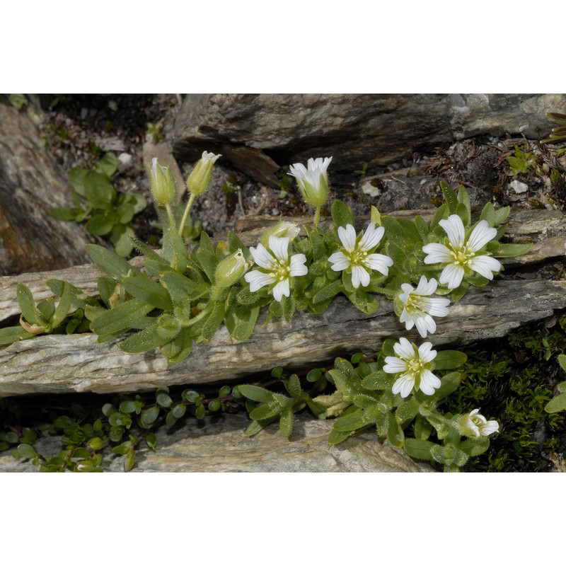 cerastium pedunculatum gaudin