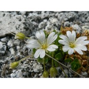 cerastium pedunculatum gaudin