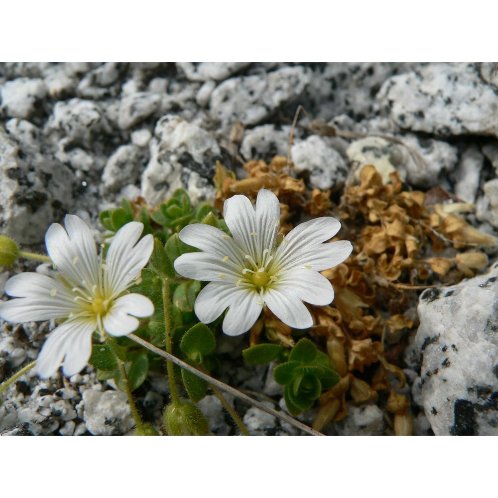 cerastium pedunculatum gaudin