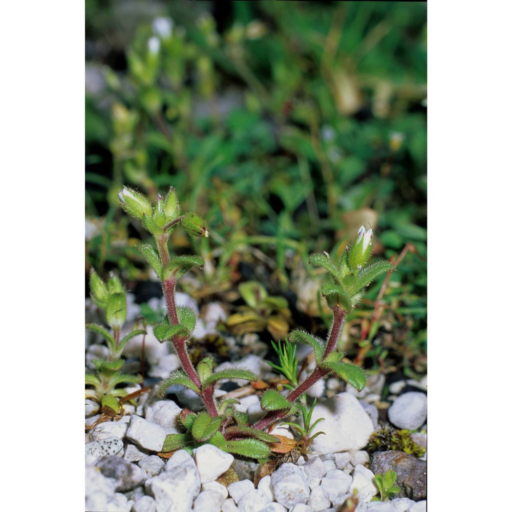 cerastium pumilum curtis