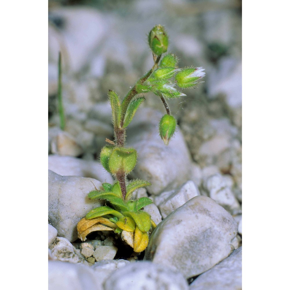 cerastium pumilum curtis