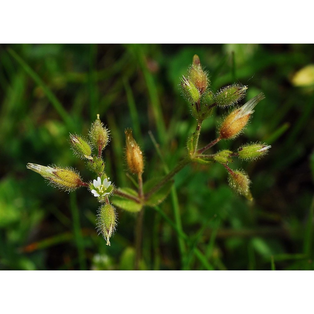 cerastium pumilum curtis