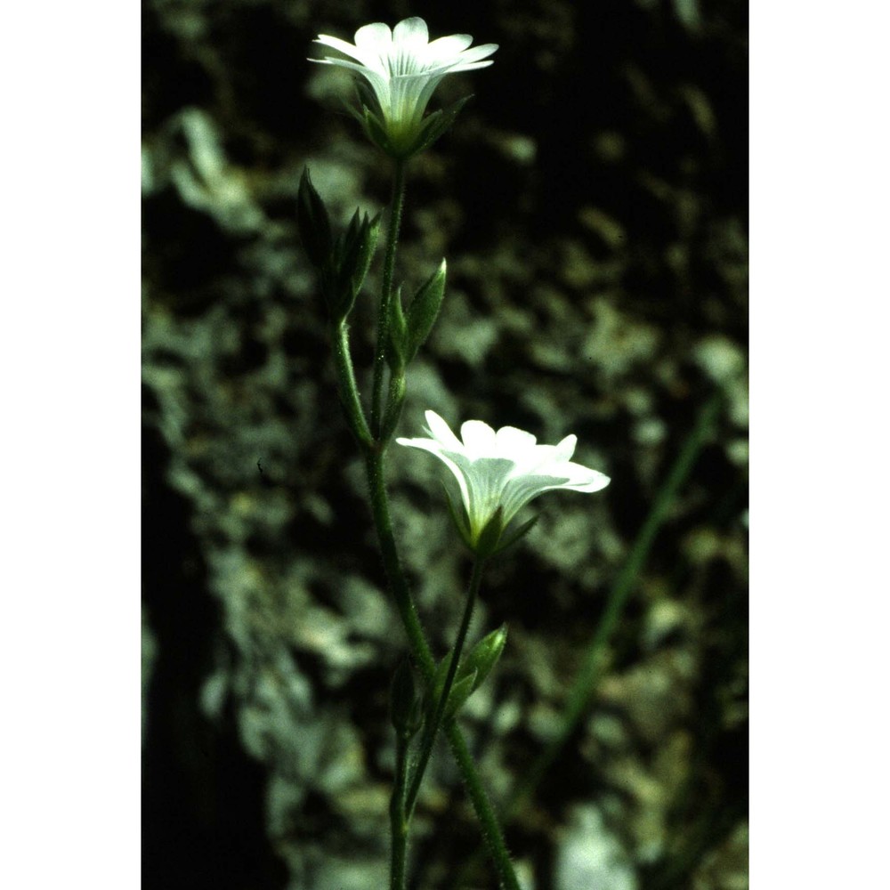 cerastium scaranii ten.