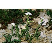 cerastium scaranii ten.