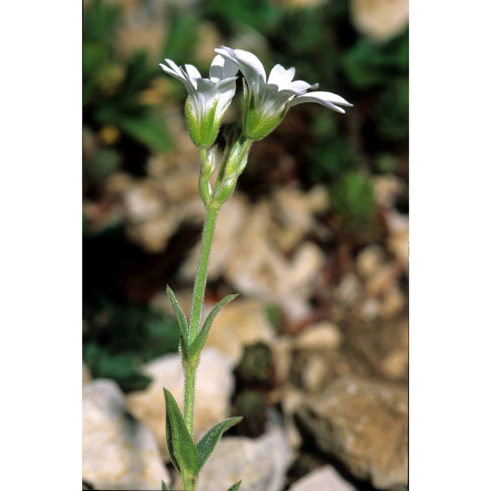 cerastium scaranii ten.