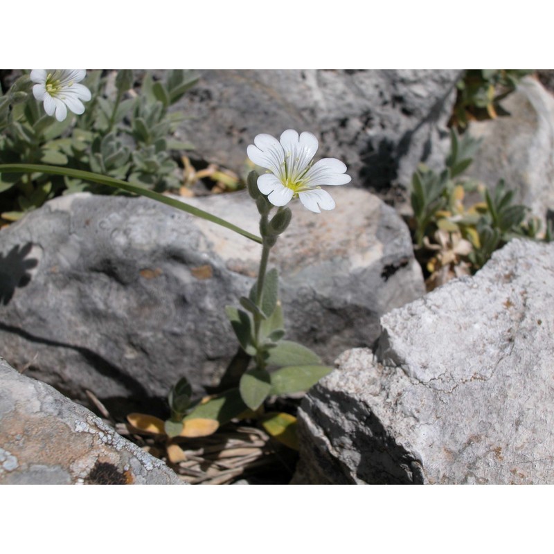 cerastium scaranii ten.