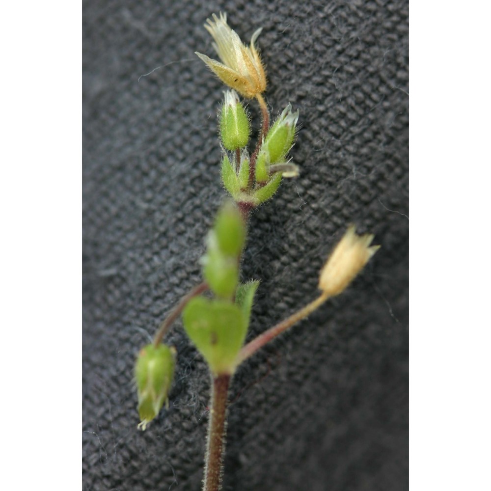 cerastium semidecandrum l.