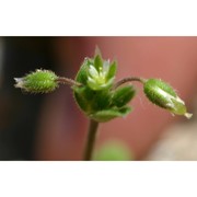 cerastium semidecandrum l.