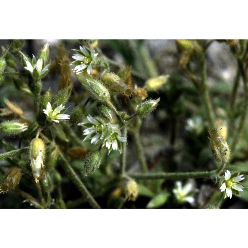 cerastium semidecandrum l.