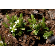 cerastium siculum guss.