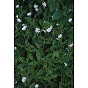 cerastium subtriflorum (rchb.) pacher