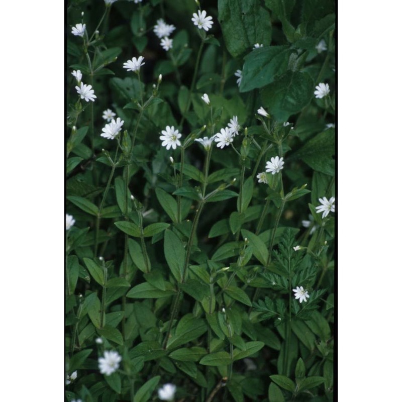 cerastium subtriflorum (rchb.) pacher