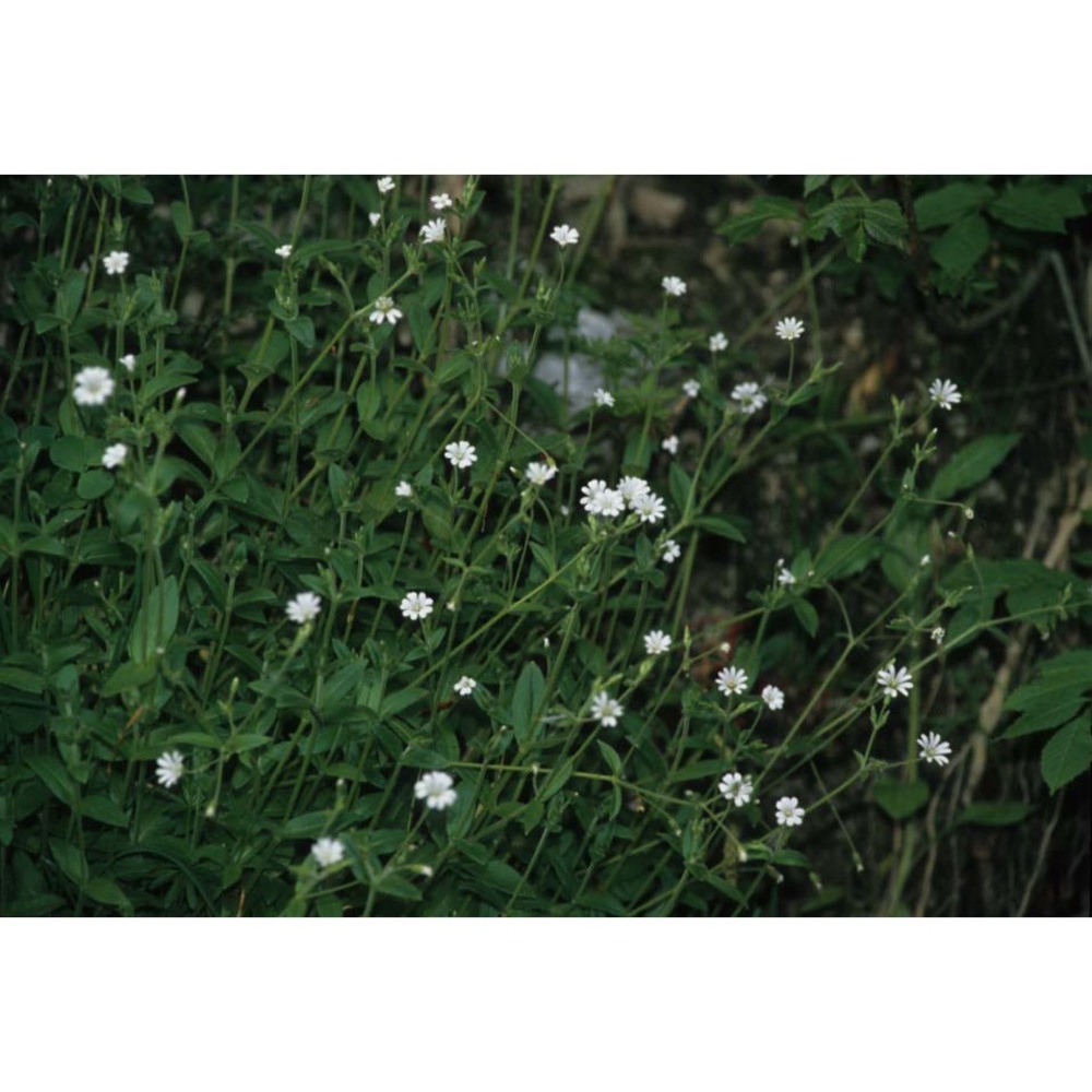 cerastium subtriflorum (rchb.) pacher