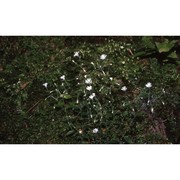 cerastium subtriflorum (rchb.) pacher