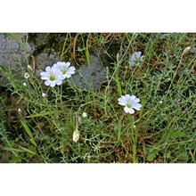 cerastium supramontanum arrigoni