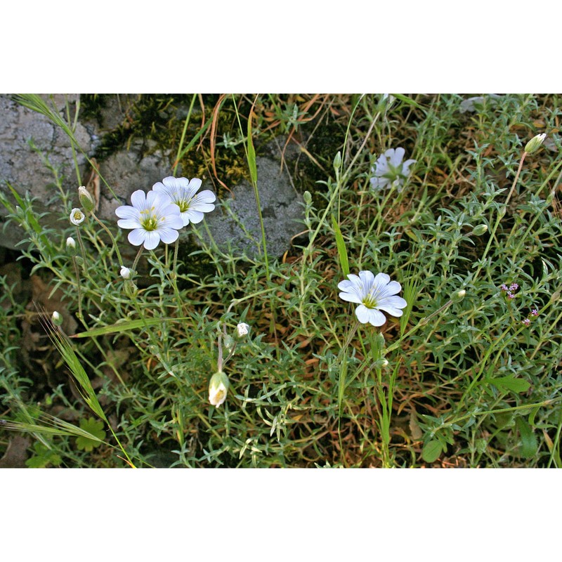 cerastium supramontanum arrigoni