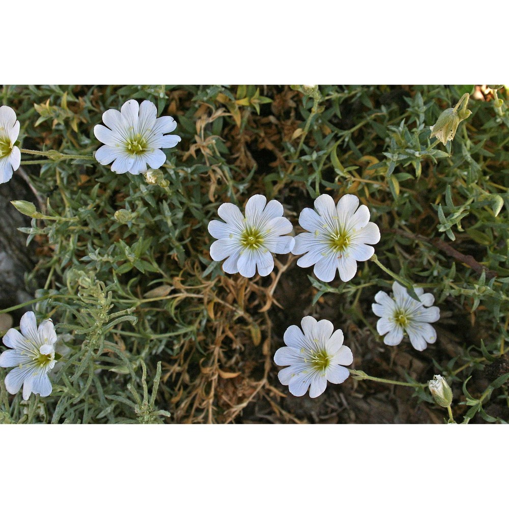 cerastium supramontanum arrigoni