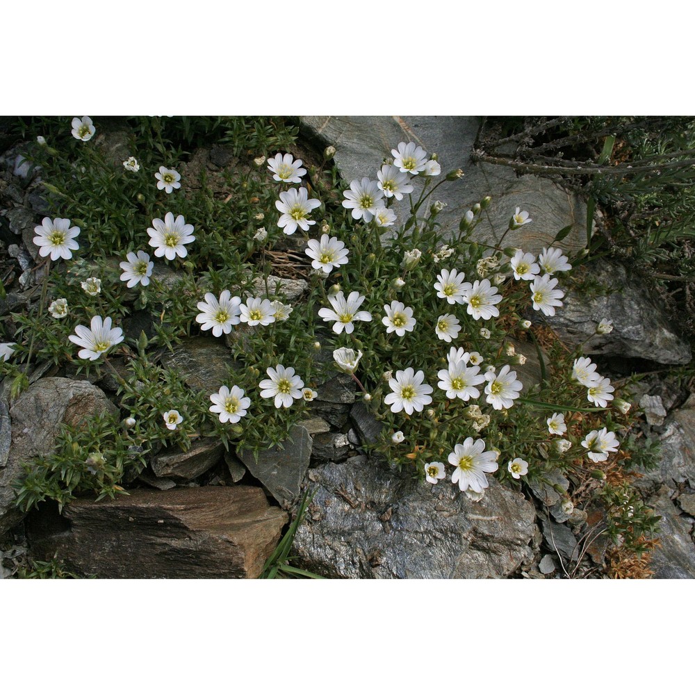 cerastium supramontanum arrigoni