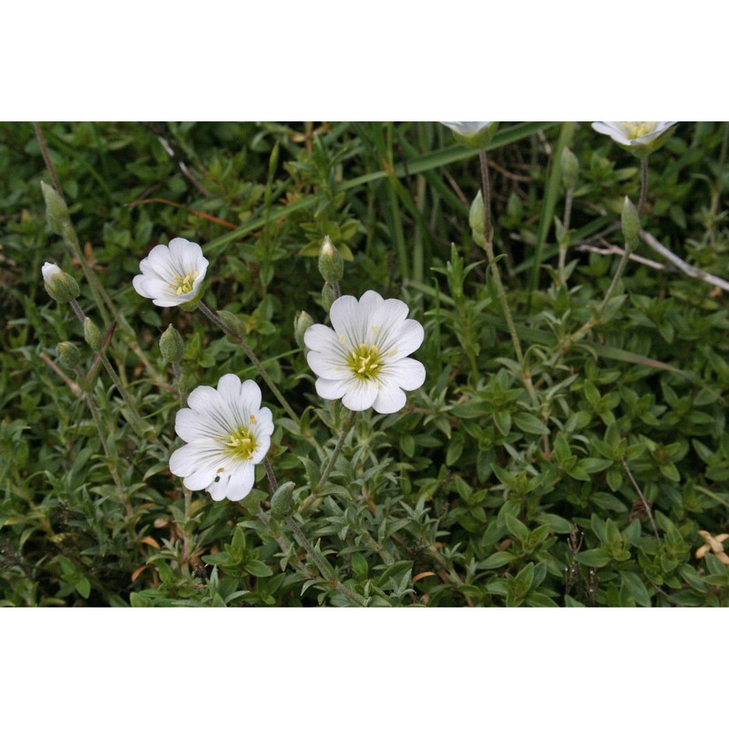 cerastium supramontanum arrigoni