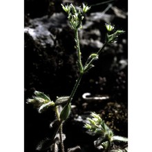 cerastium tauricum spreng.