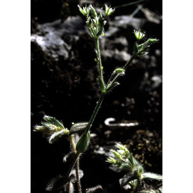 cerastium tauricum spreng.