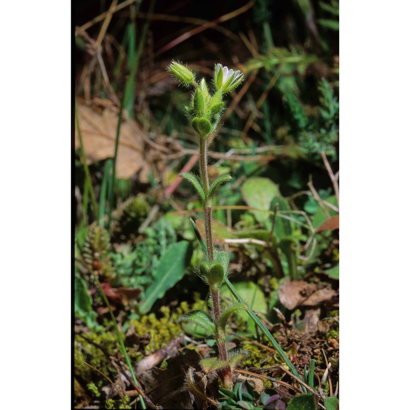 cerastium tauricum spreng.