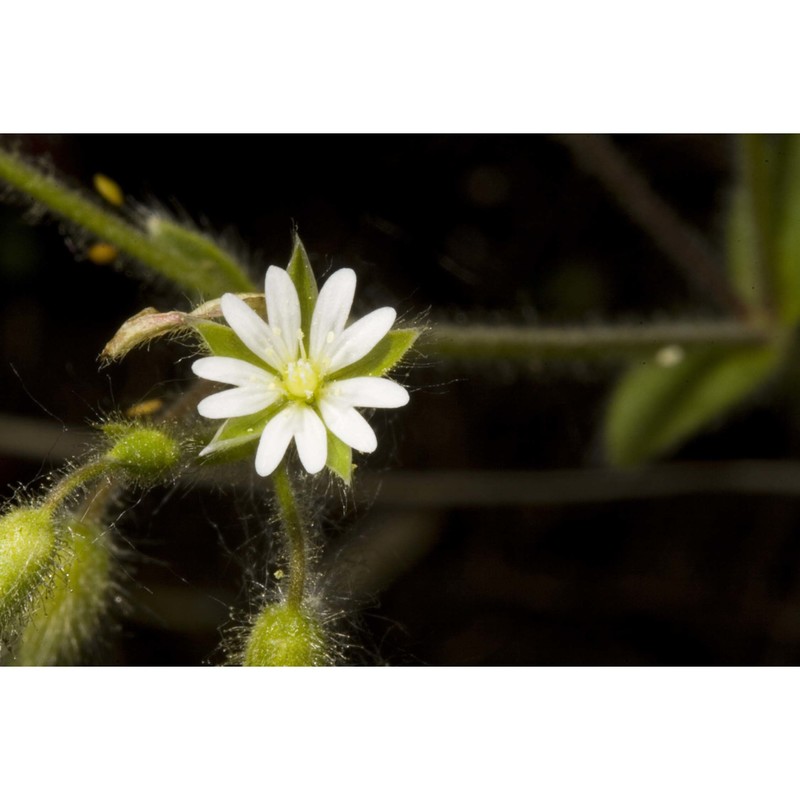 cerastium tauricum spreng.